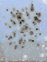 Erinner mich an die verschwundenen Fliegen (Schwarm)